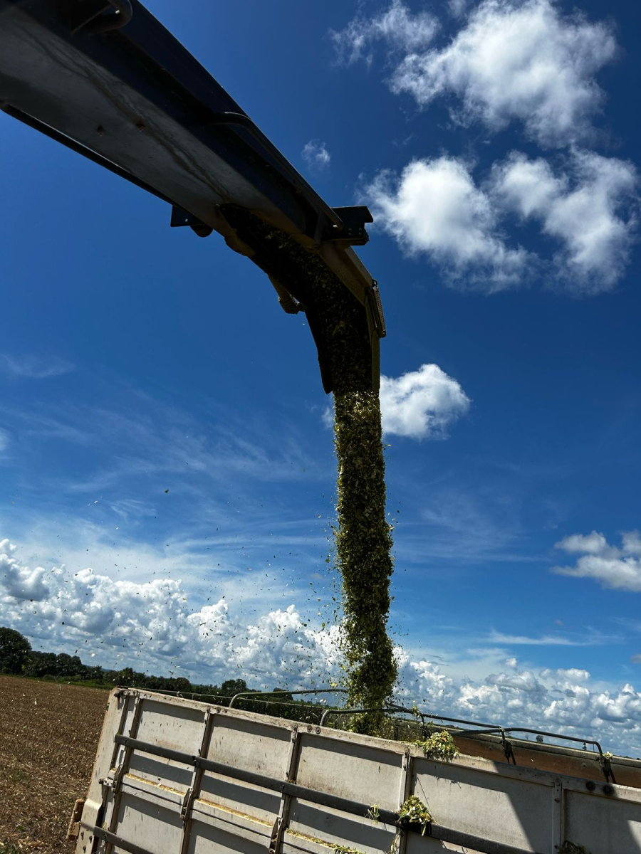 Projeto Silagem Para Todos inicia colheita do milho em Terra Nova do Norte