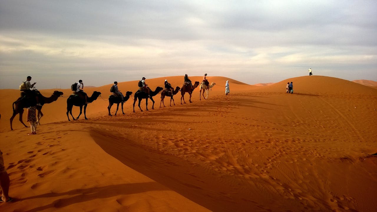 Poucas pessoas sabem o nome do coletivo de Camelos: e você?