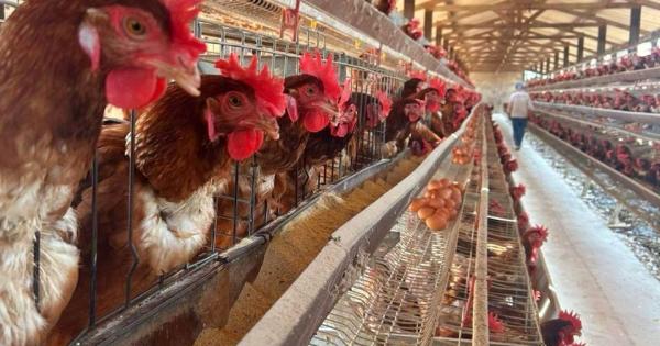Mato Grosso intensifica protocolos para impedir entrada de gripe aviária no Estado