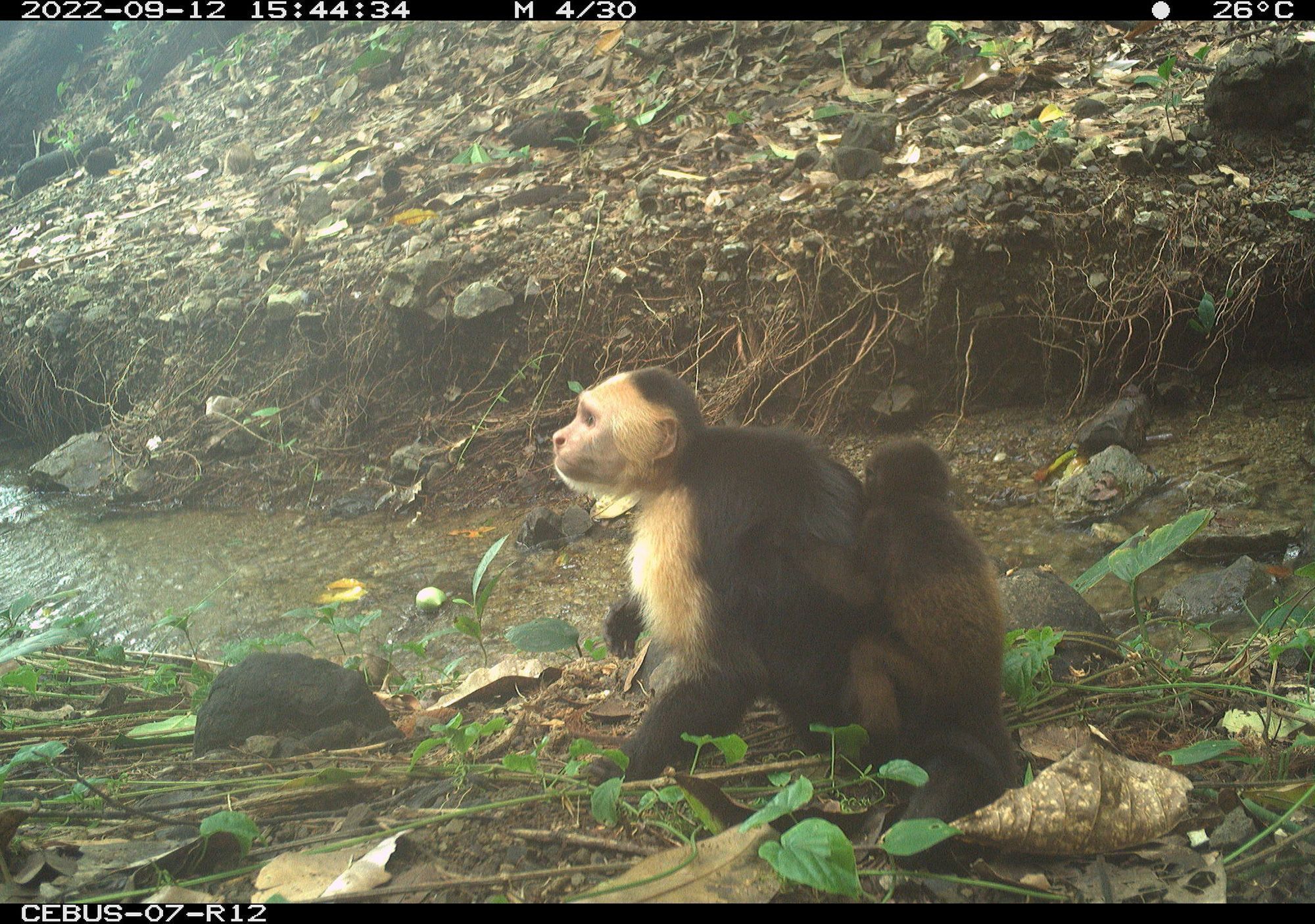 Macacos sequestram filhotes de outra espécie e intrigam cientistas; entenda